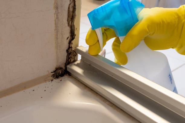 Trusted Stafford Springs, CT Mold Removal Experts